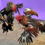 Thế nào là đá gà Campuchia?