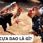 Thế nào là đá gà cựa dao? Xuất phát điểm?