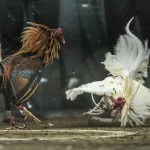 đà gà trực tiếp thomo