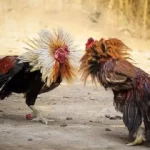 Thế nào là gà đá đòn độc?