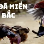 Thế nào là thi đấu đá gà tại miền Bắc